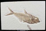 Detailed Diplomystus Fish Fossil From Wyoming #21918-1